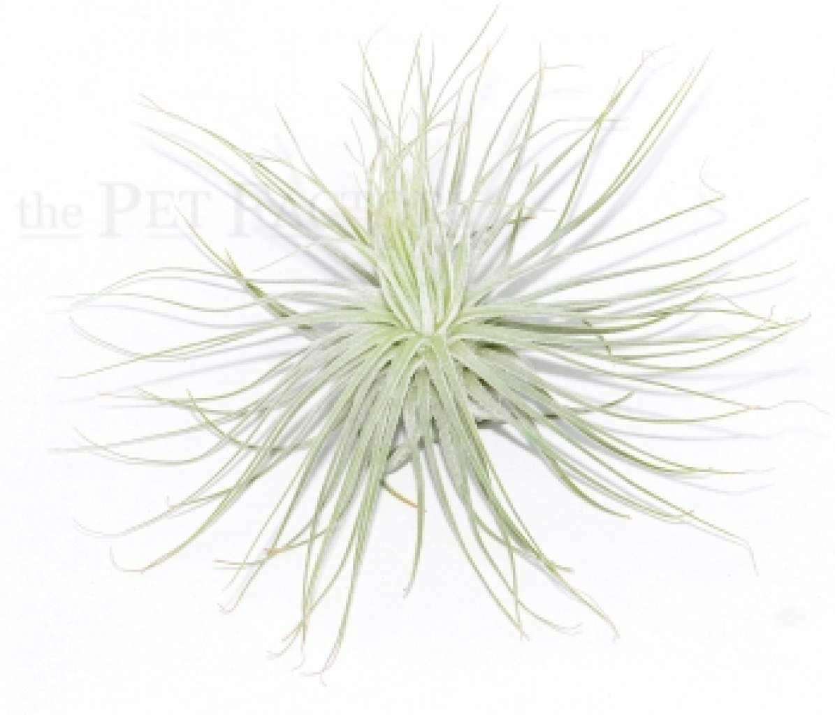 Tillandsia magnusiana